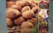 Cultiver des pommes de terre en A 5 Gallon seau