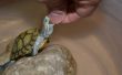 Comment nettoyer un réservoir de tortue aquatique