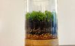 Comment faire un Terrarium Moss