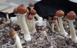 Guide du débutant à la croissance de champignons
