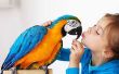Comment faire pour créer des liens avec vos oiseaux de compagnie