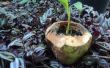 Comment faire un planteur de noix de coco jeunes écologique