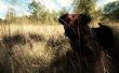 Chien de chasse au chien des Baskerville : Pet Photo modifier