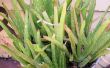Aloe vera ! plus qu’une plante ! (en utilisant une plante pour repousser les escargots!) 