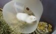 CoolRunnings : Roue de souris/hamster de Hi Speed pour 3 euros