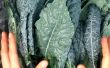Comment préparer kale