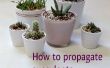 Comment propager les plantes succulentes