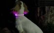 Sortie de la lumière (LED) Collier de chien de cuir