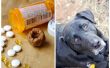 Pochettes de pilule pour chien