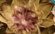 BRICOLAGE, faire une fleur de Lotus à l’aide d’artichaut feuilles