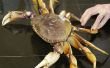 Comment faire cuire et nettoyer un crabe de Dungeness frais