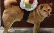 Sushi Roll Dog Costume