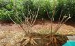 Comment planter manioc \ Yuca \ Tapioca