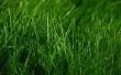 Visez vert de croissance verte : Comment faire pour extraire l’énergie d’herbe