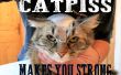 CATPISS - préparer vos chats pour l’Apocalypse