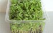 Tournesol Micro verts dans une boîte en plastique de la salade de plus en plus