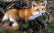 Fox de taxidermie tête de montage