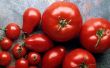 Comment faire un plat facile, délicieux, tomate. 