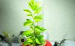 Ma première plante hydroponique (Guide du débutant)