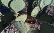 Planter un Cactus figuier de barbarie