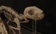 Squelette de chat impression 3D