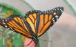 Papillons monarques--Oeufs de papillon