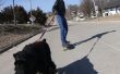 Skatejoring avec des chiens