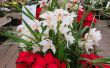 13 choix de plantes fleurissant pour Noël, autres que les Poinsettias