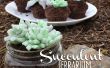 Comestibles Terrarium de succulents petits gâteaux ! 