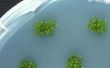 Épurateur de CO2 simples algues Accueil - partie II des Cultures d’algues et de l’élevage