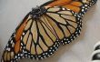 Aile de papillon monarque Walkalong