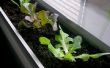 Cultiver des légumes à l’intérieur pendant l’hiver