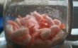 Crevettes cuites décongelés dans le pot de café