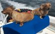 Siège de bateau Bimini Style chien (Max 25 $, 1 heure)