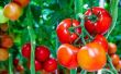 Inhabituelle des moyens à utiliser tomates