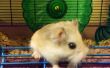Hamster Hack : Faire taire la bruyante roue - recyclage ! 