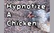 Comment hypnotiser une poule