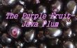 La prune pourpre Fruit-Java