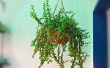 Pousser une plante Jade magnifique en accrochant le panier facilement