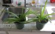 Diviser les plantes Aloe