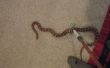 Nouveau et amélioré crochet serpent