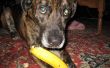 Comment manger une banane comme un chien