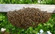 Recueillir un essaim d’abeilles