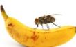 Comment faire pour éloigner les mouches de fruits dans votre maison