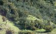 Supprimer l’ajonc (Ulex européens) avec bush Native de Nouvelle-Zélande