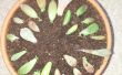 Comment racine/propager rapidement les succulentes de feuilles
