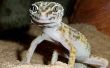 Comment prendre soin pour un « Gecko léopard »