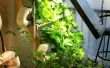 Ultime ferme hydroponique verticale sur le bon marché... Cultures verts loin de cadeau ! 