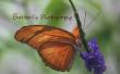 Photographie de papillon