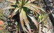 Comment faire pousser d’une feuille de l’Aloe Vera (et utiliser)